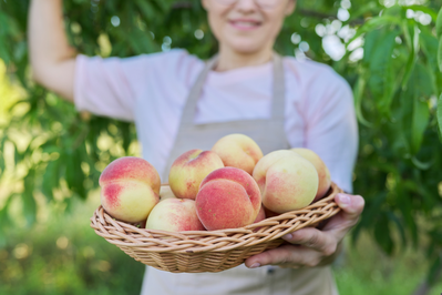 fresh ripe peaches