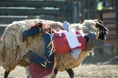 mutton busting