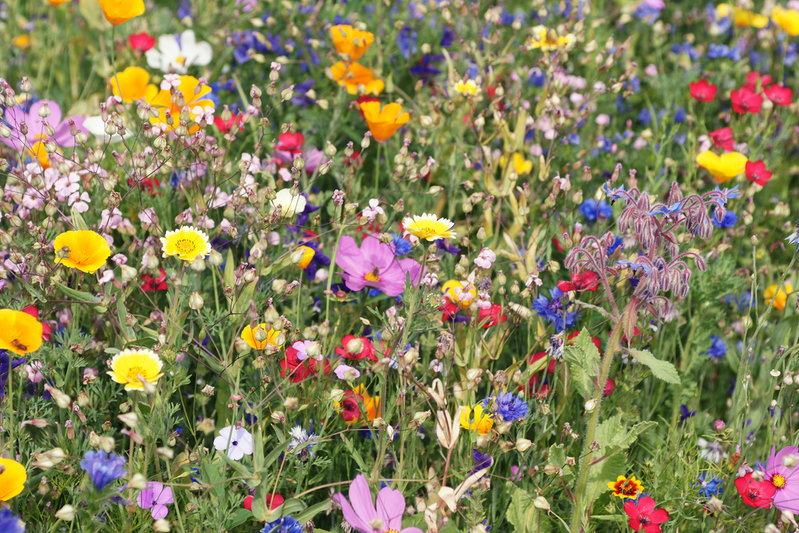 wildflowers