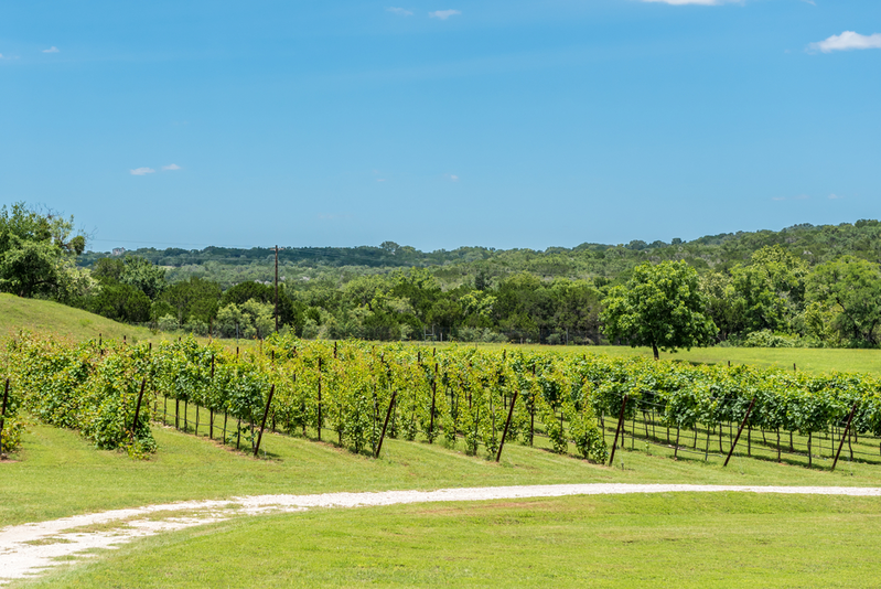 vineyard