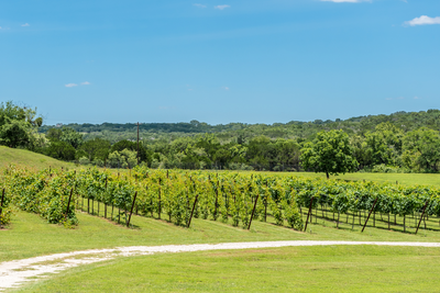 vineyard