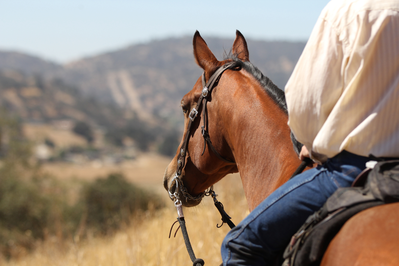 horse and rider views